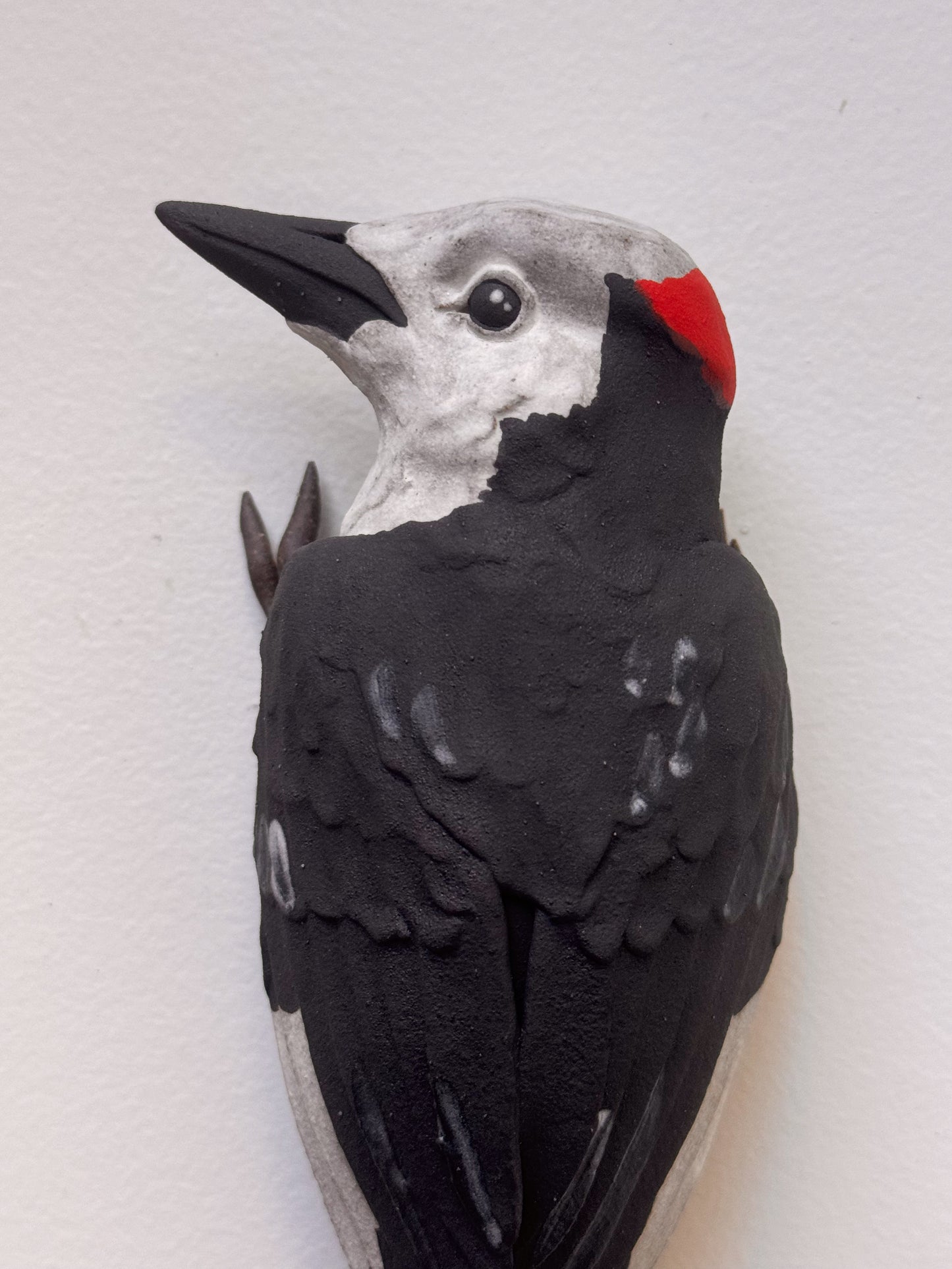White-headed Woodpecker wall climber