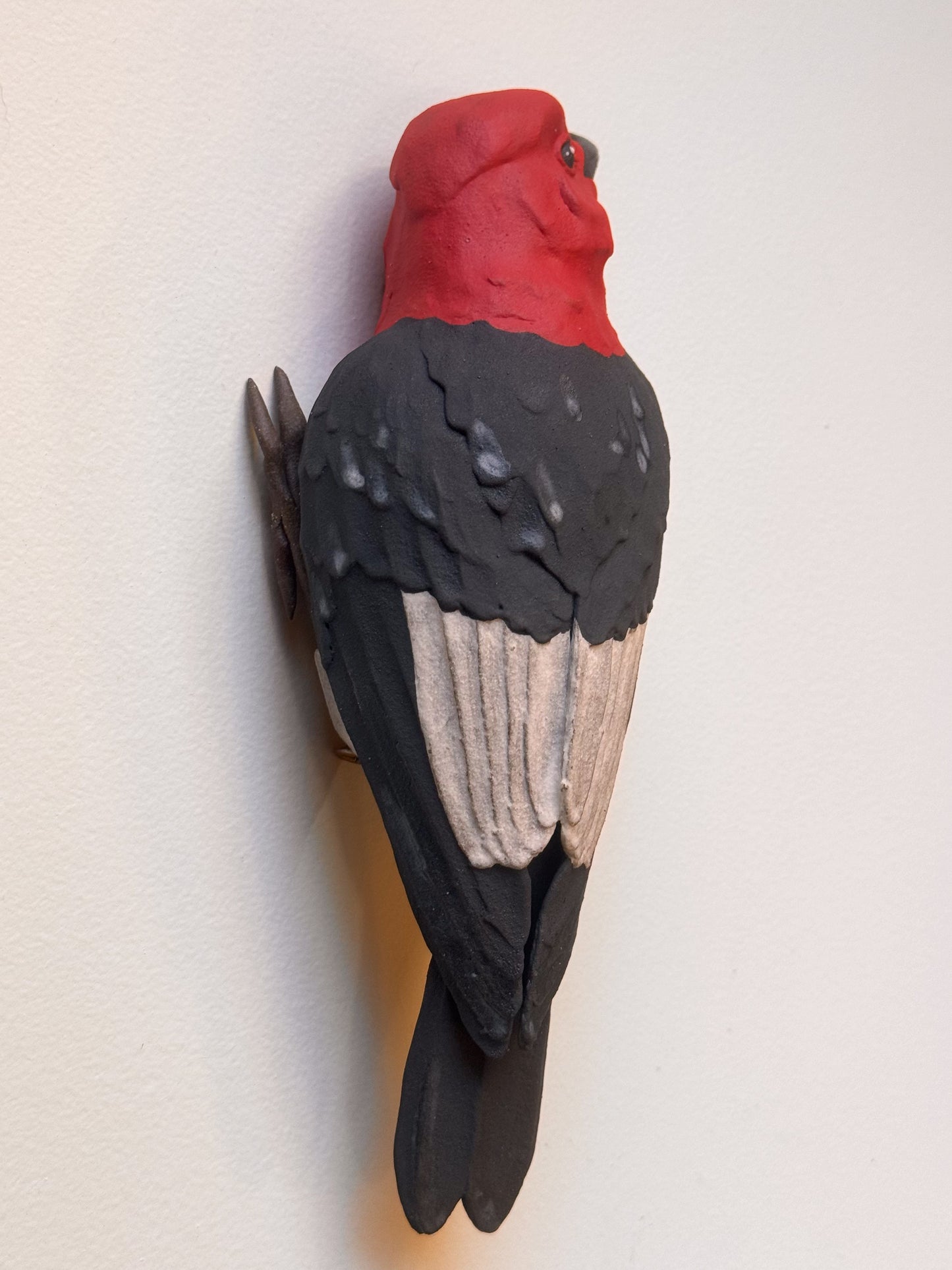 Red-headed Woodpecker wall climber