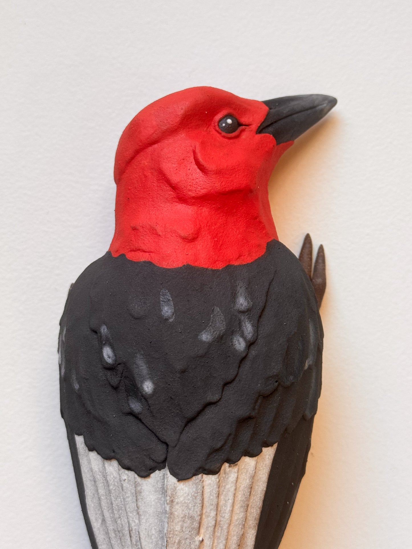 Red-headed Woodpecker wall climber