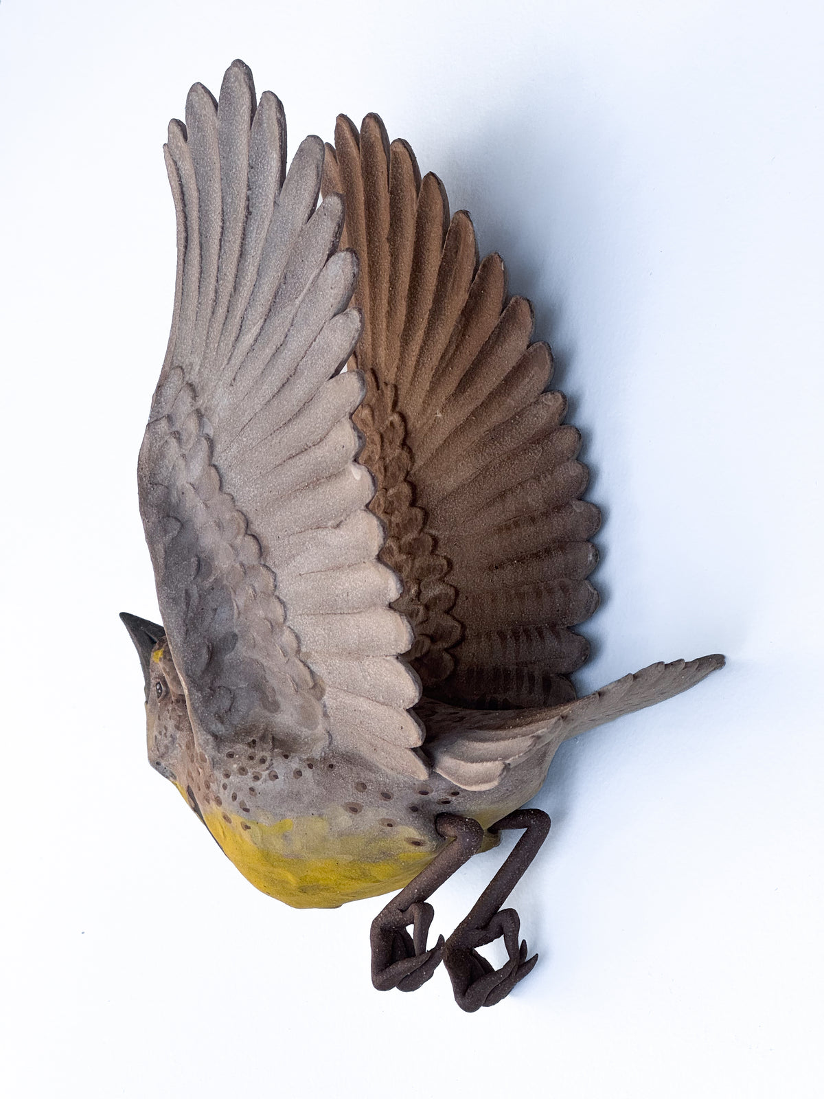 Western Meadowlark in flight