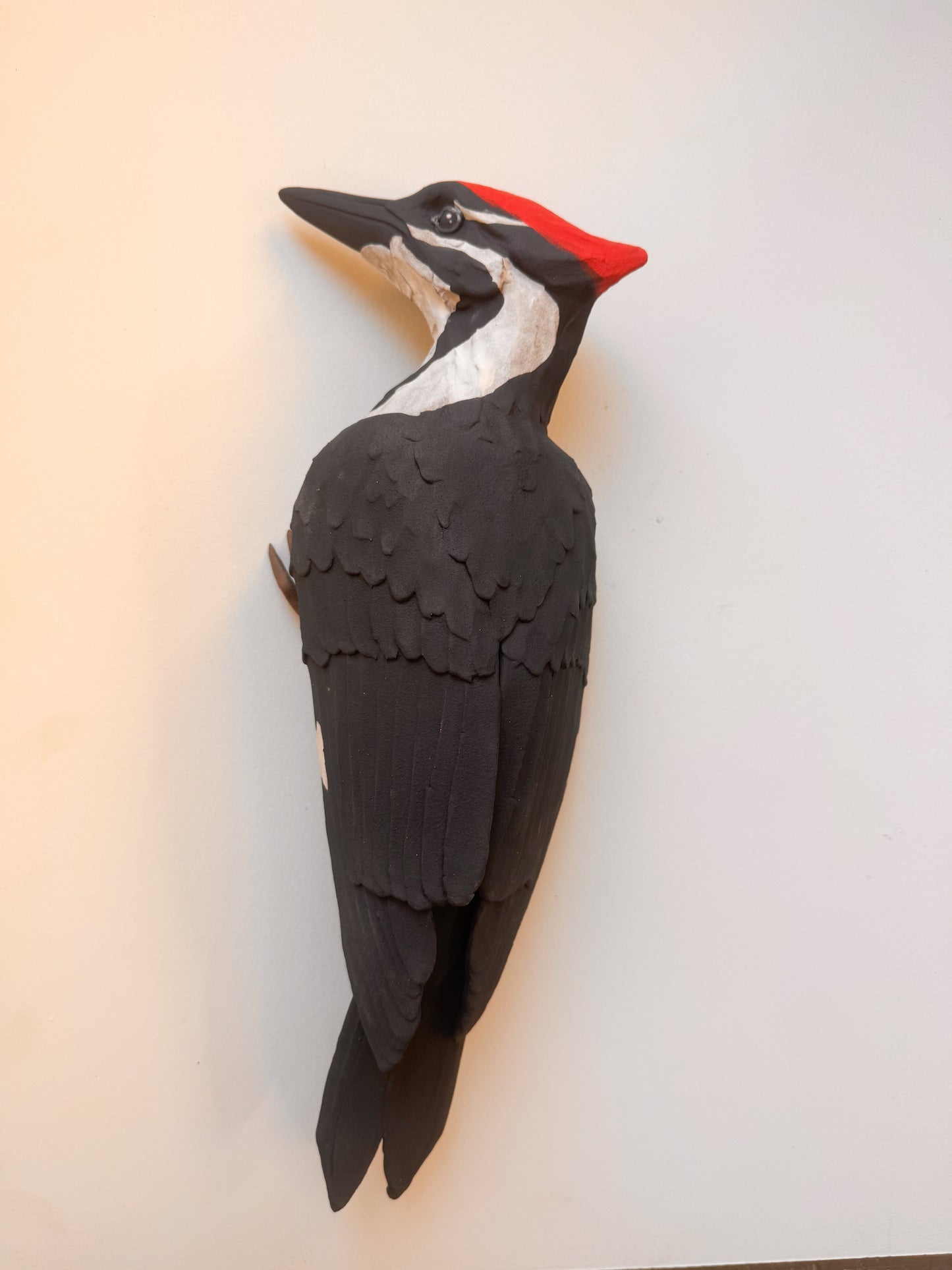 Pileated Woodpecker wall climber