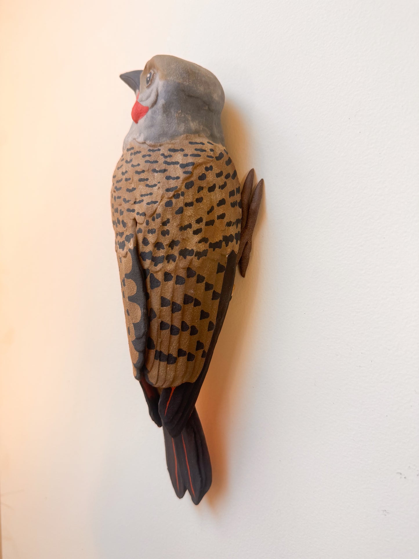 Red-shafted Northern Flicker wall climber