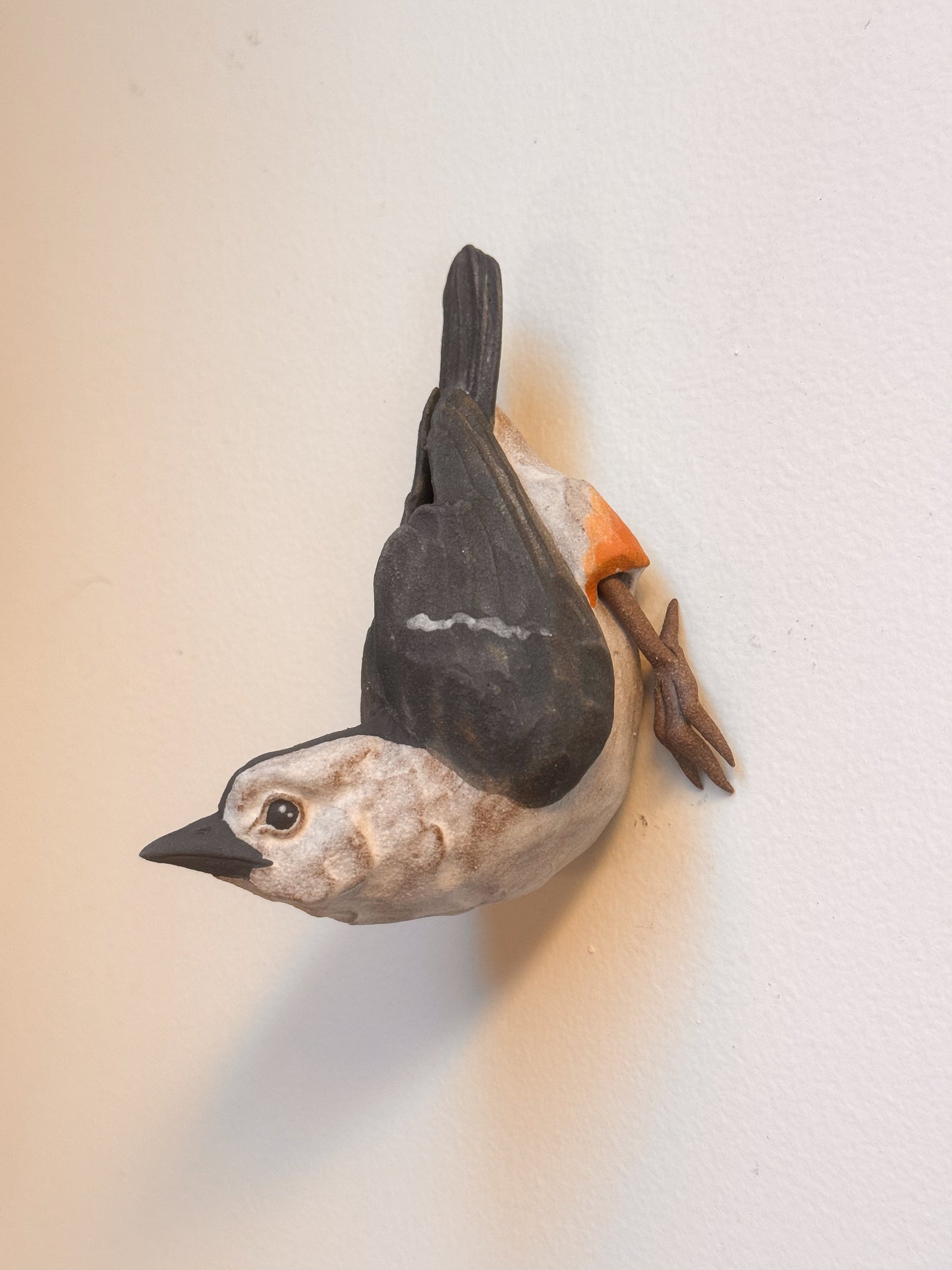 White-breasted Nuthatch wall climber