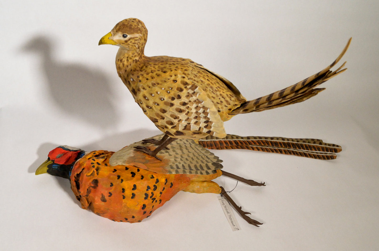Ring-Necked Pheasant - Lost History of Women