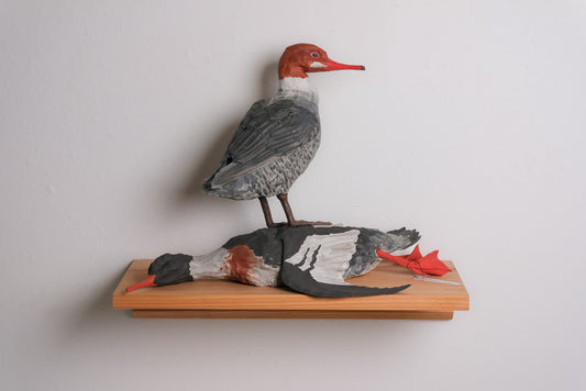 Red-Breasted Merganser - Lost History of Women