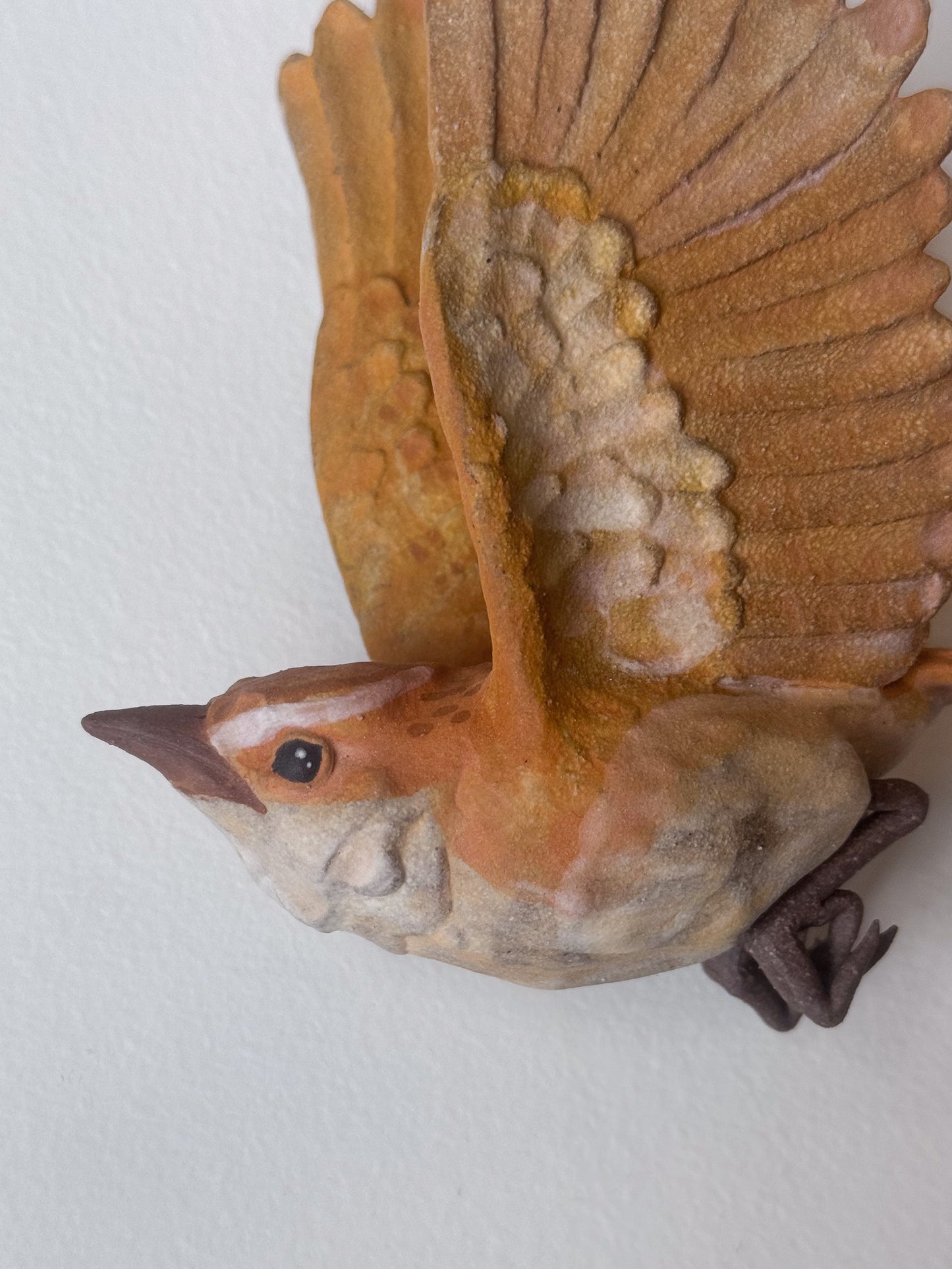 Carolina Wren