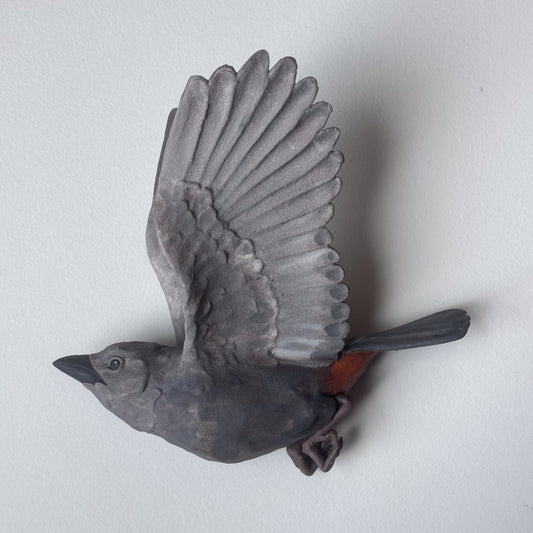 Gray Catbird