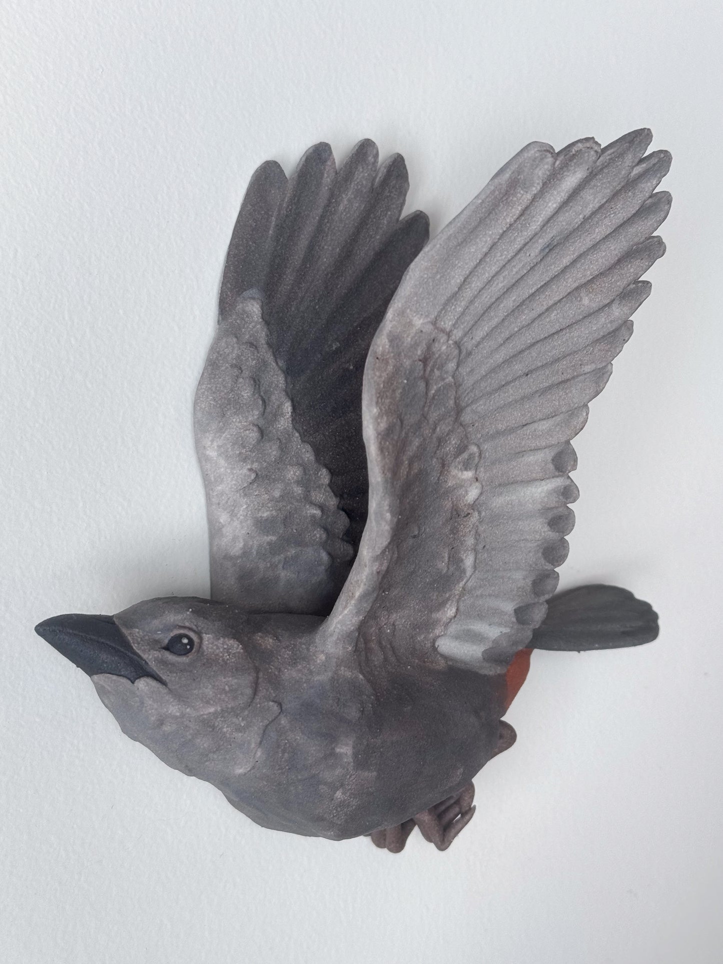Gray Catbird