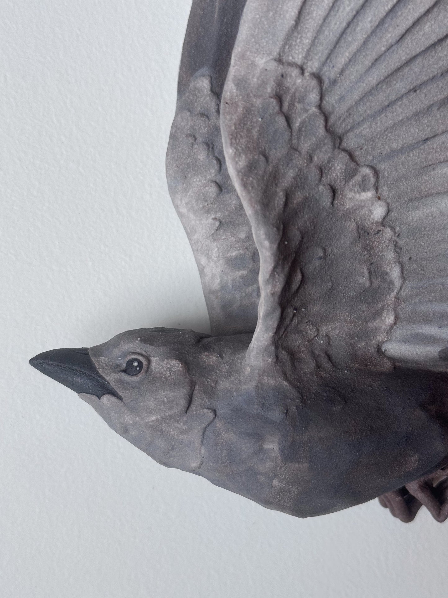 Gray Catbird