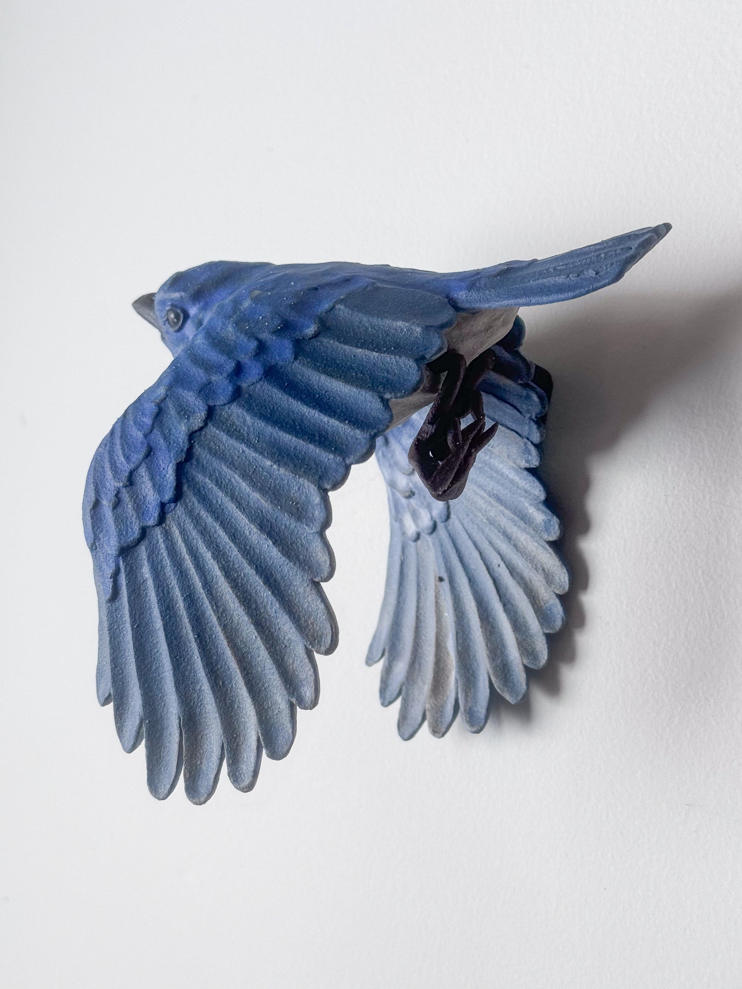 Eastern Bluebird