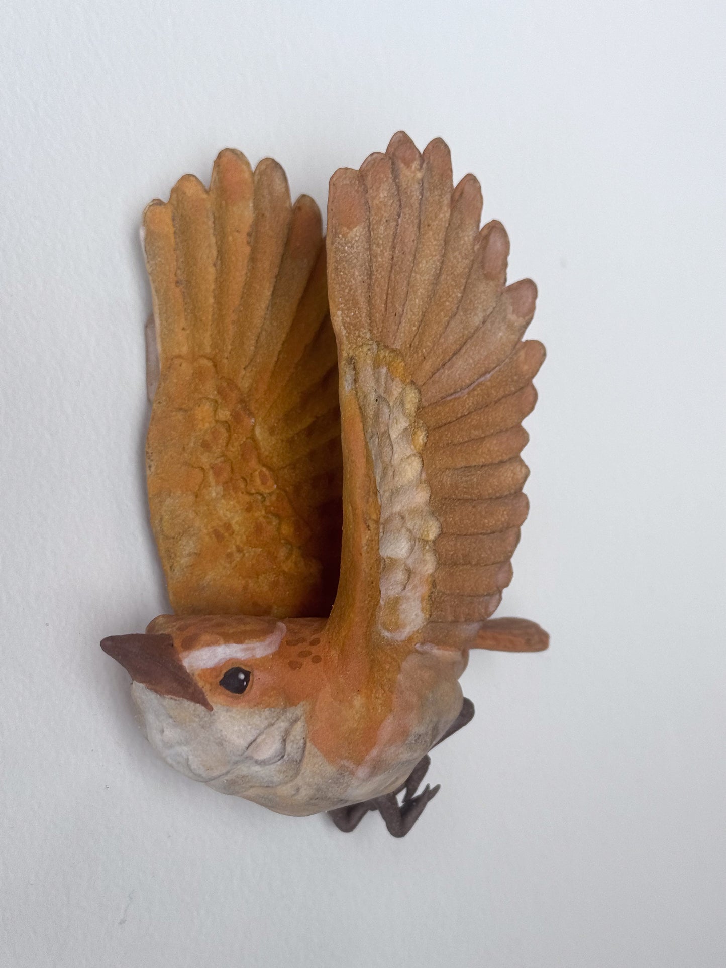 Carolina Wren