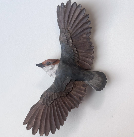 Brown-headed Nuthatch