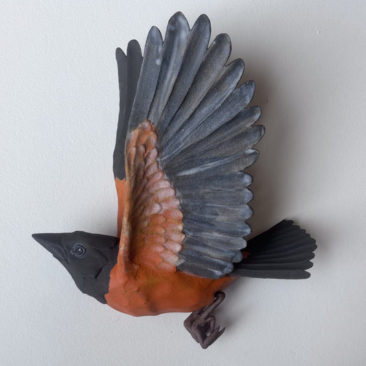 Orchard Oriole