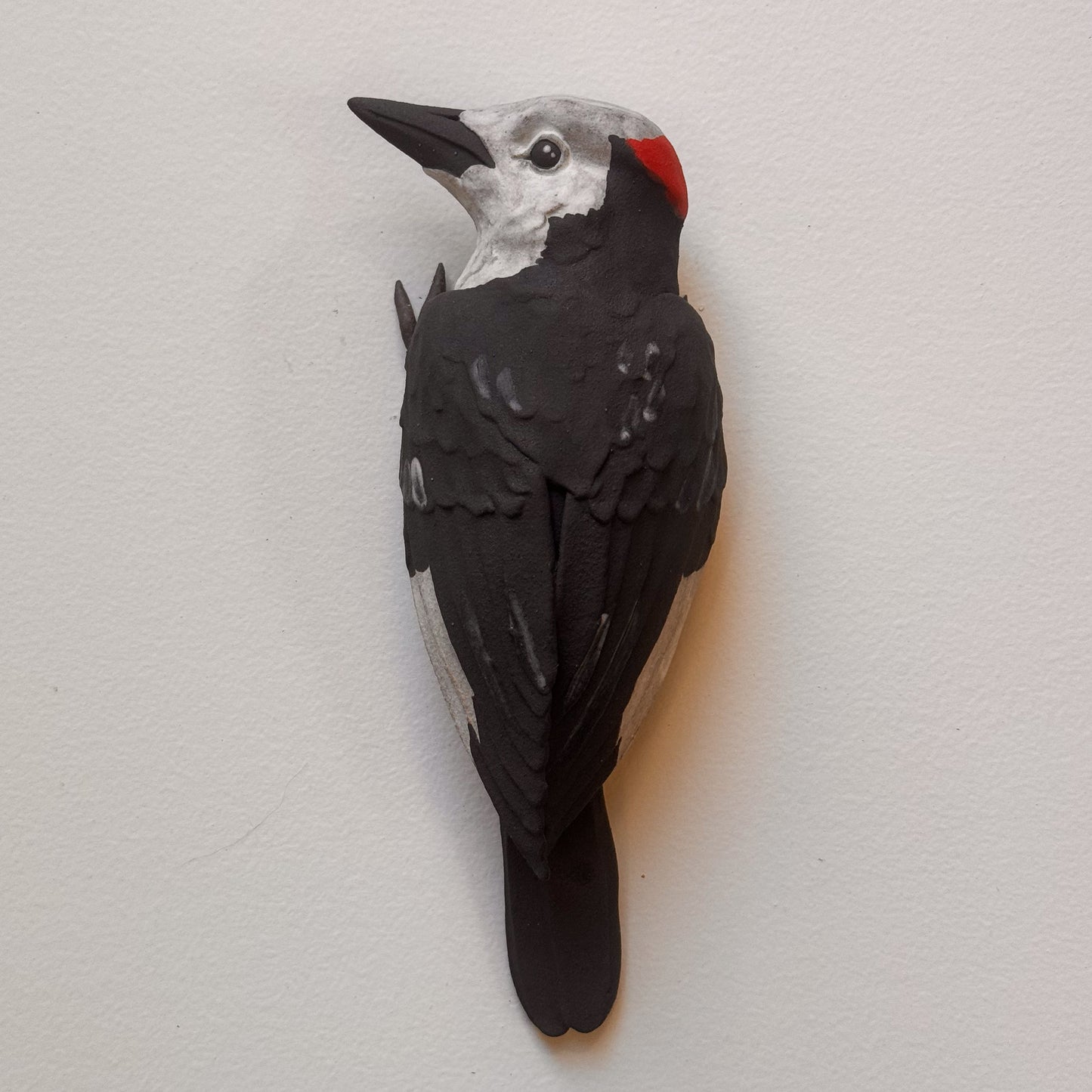 White-headed Woodpecker wall climber