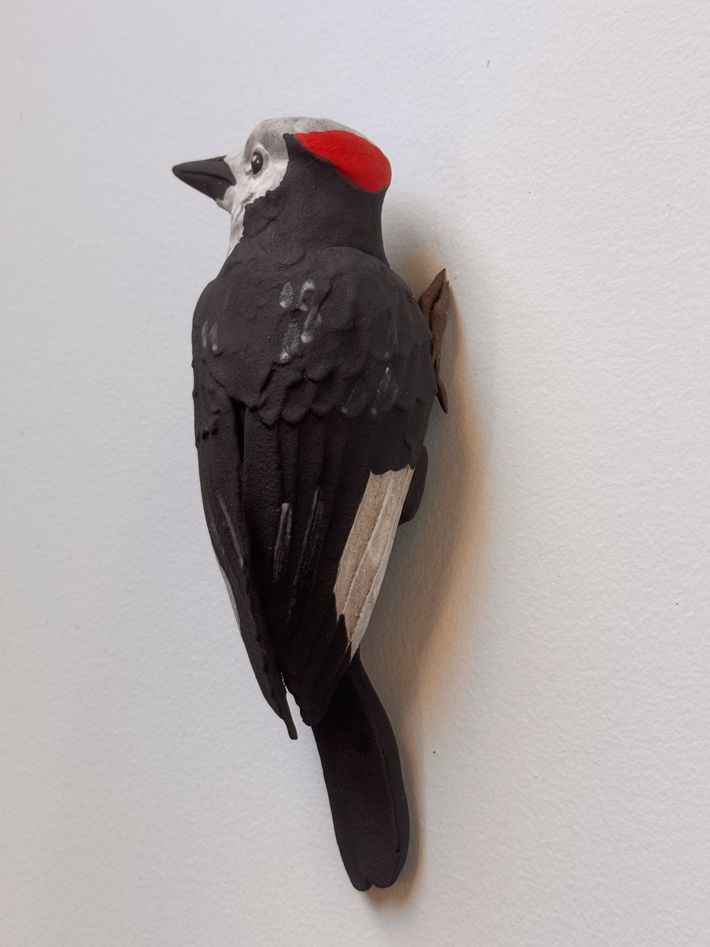 White-headed Woodpecker wall climber