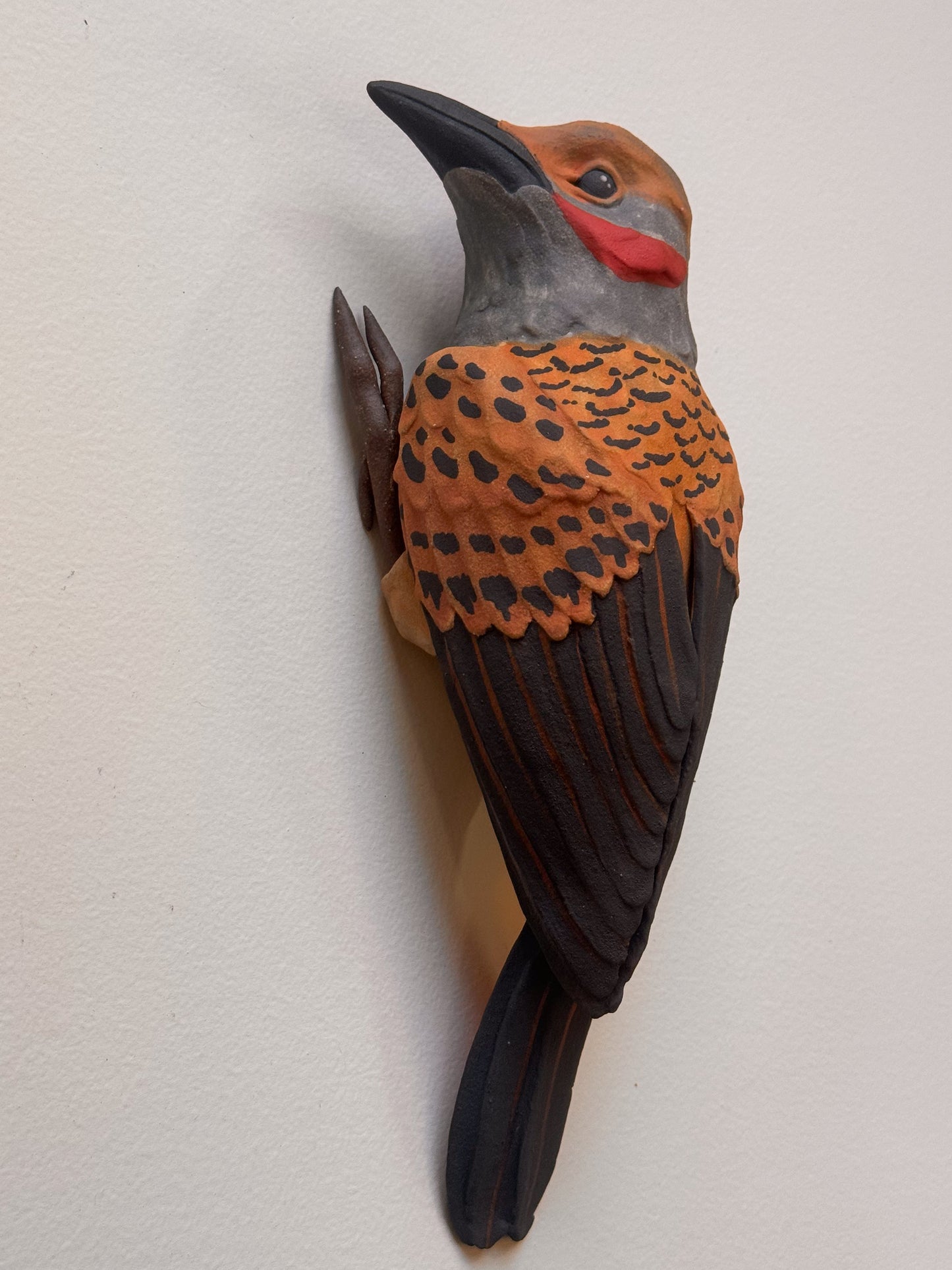 Northern Flicker wall climber