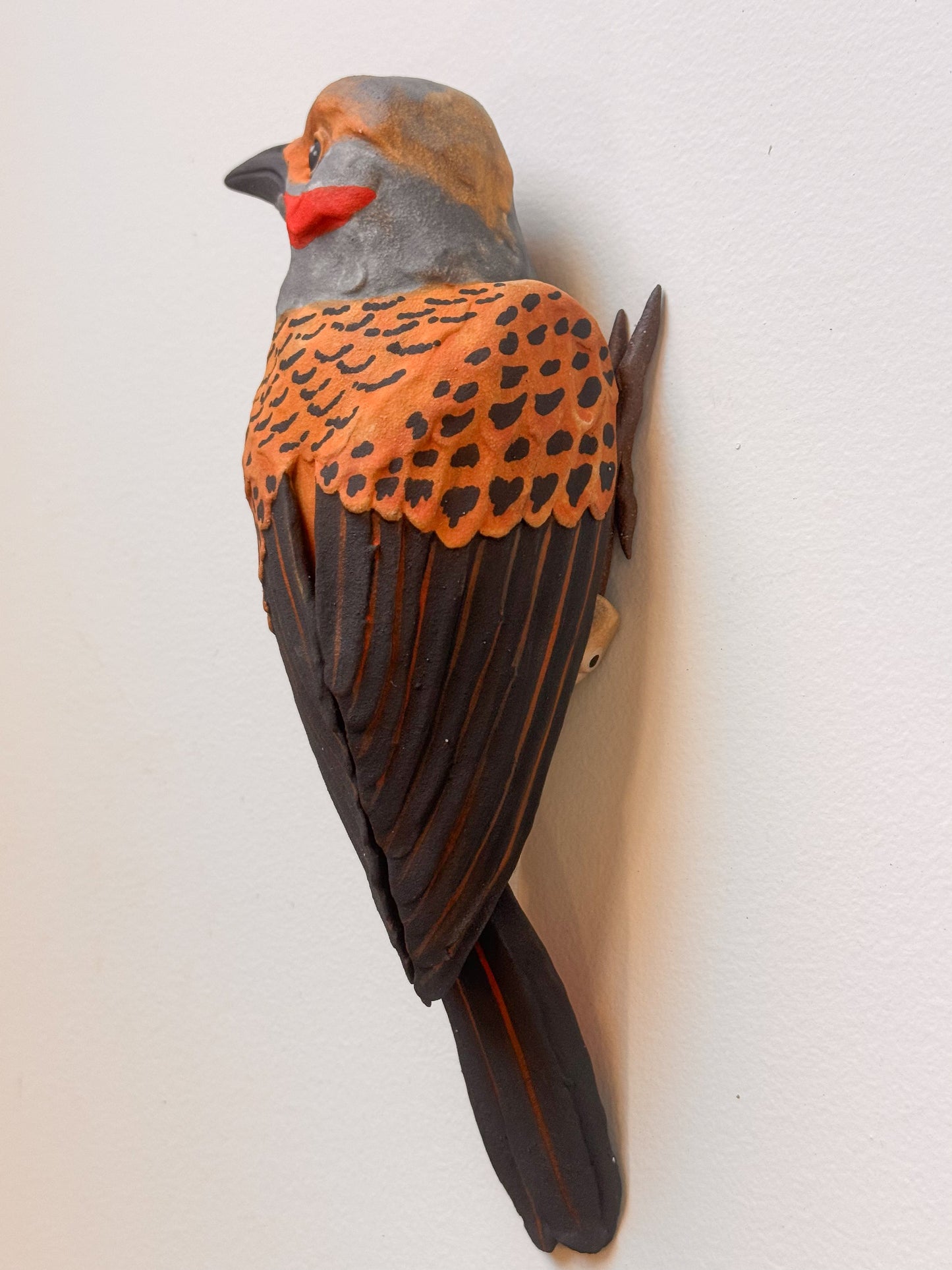 Northern Flicker wall climber