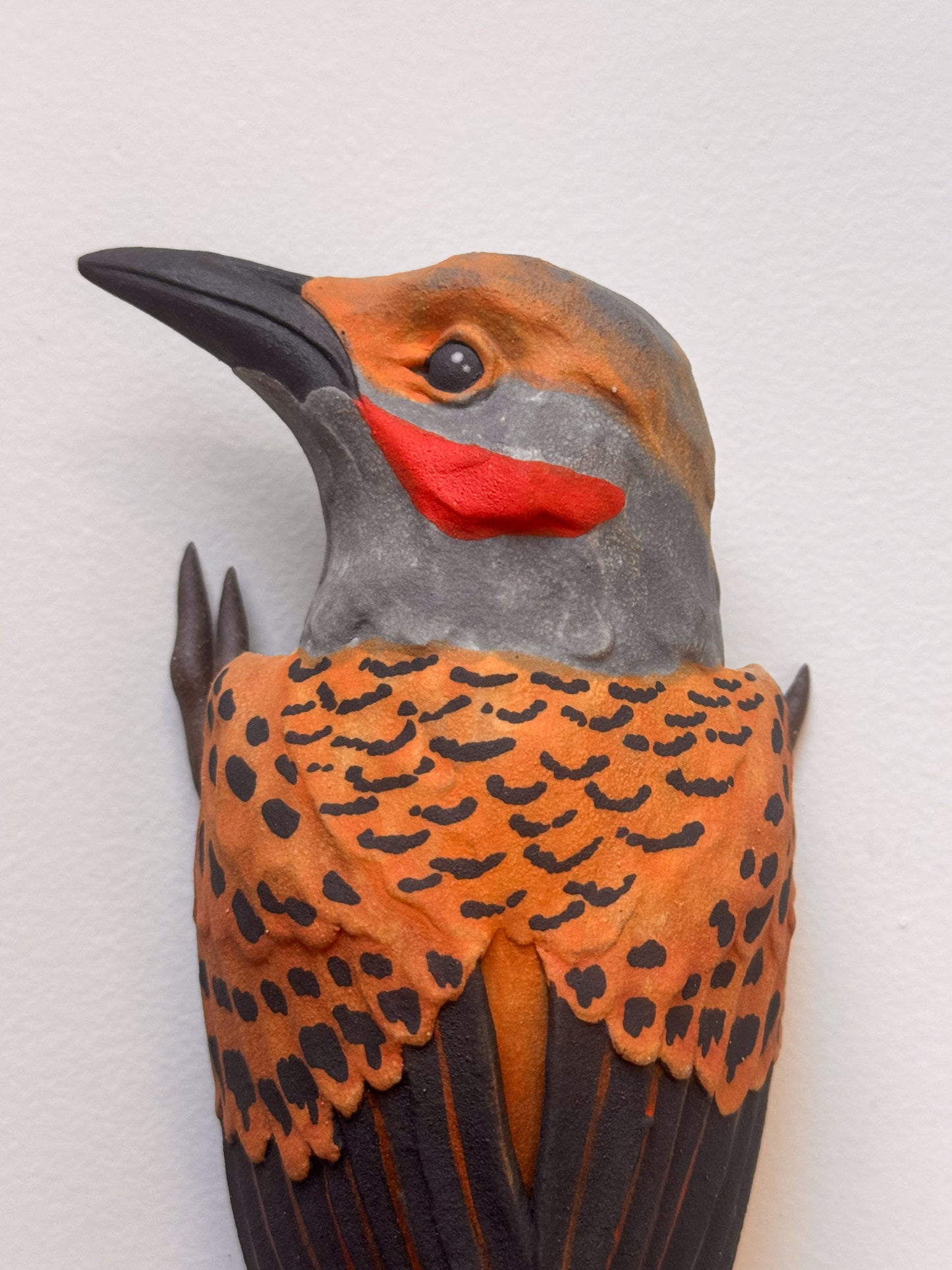 Northern Flicker wall climber
