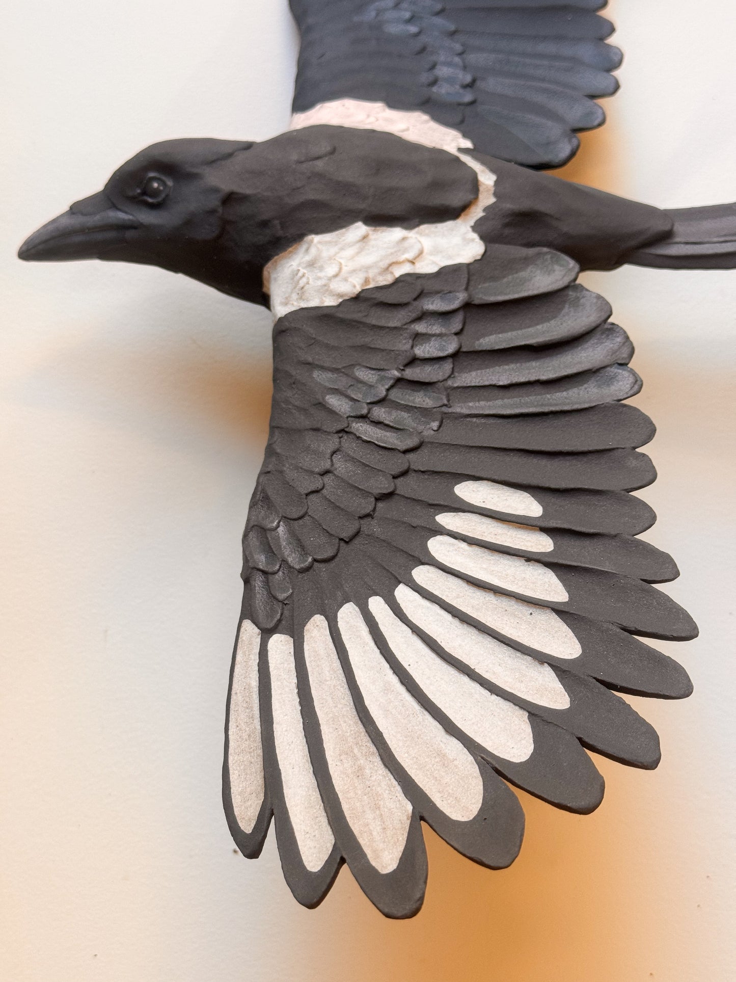 Black-billed Magpie in flight