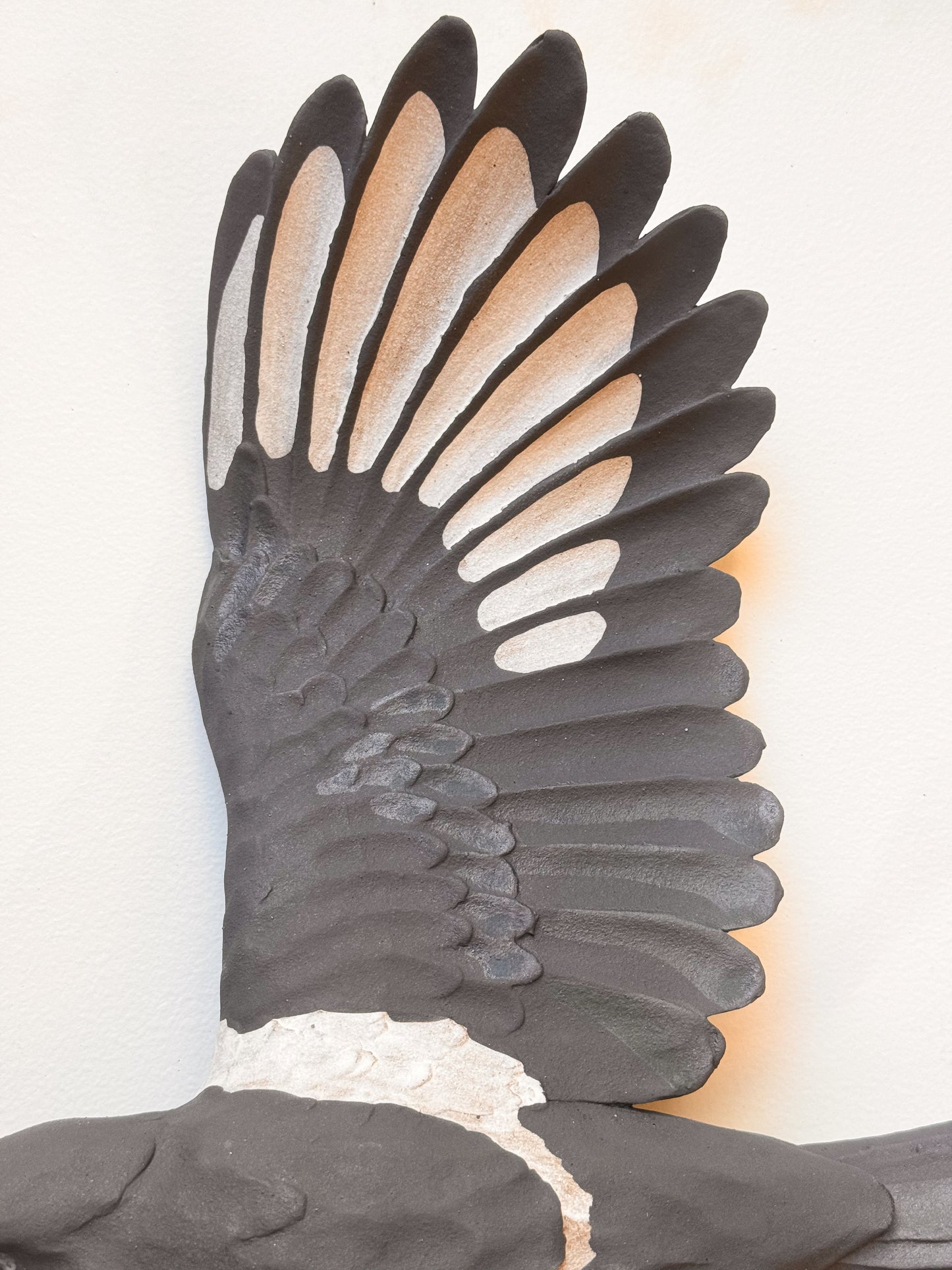 Black-billed Magpie in flight