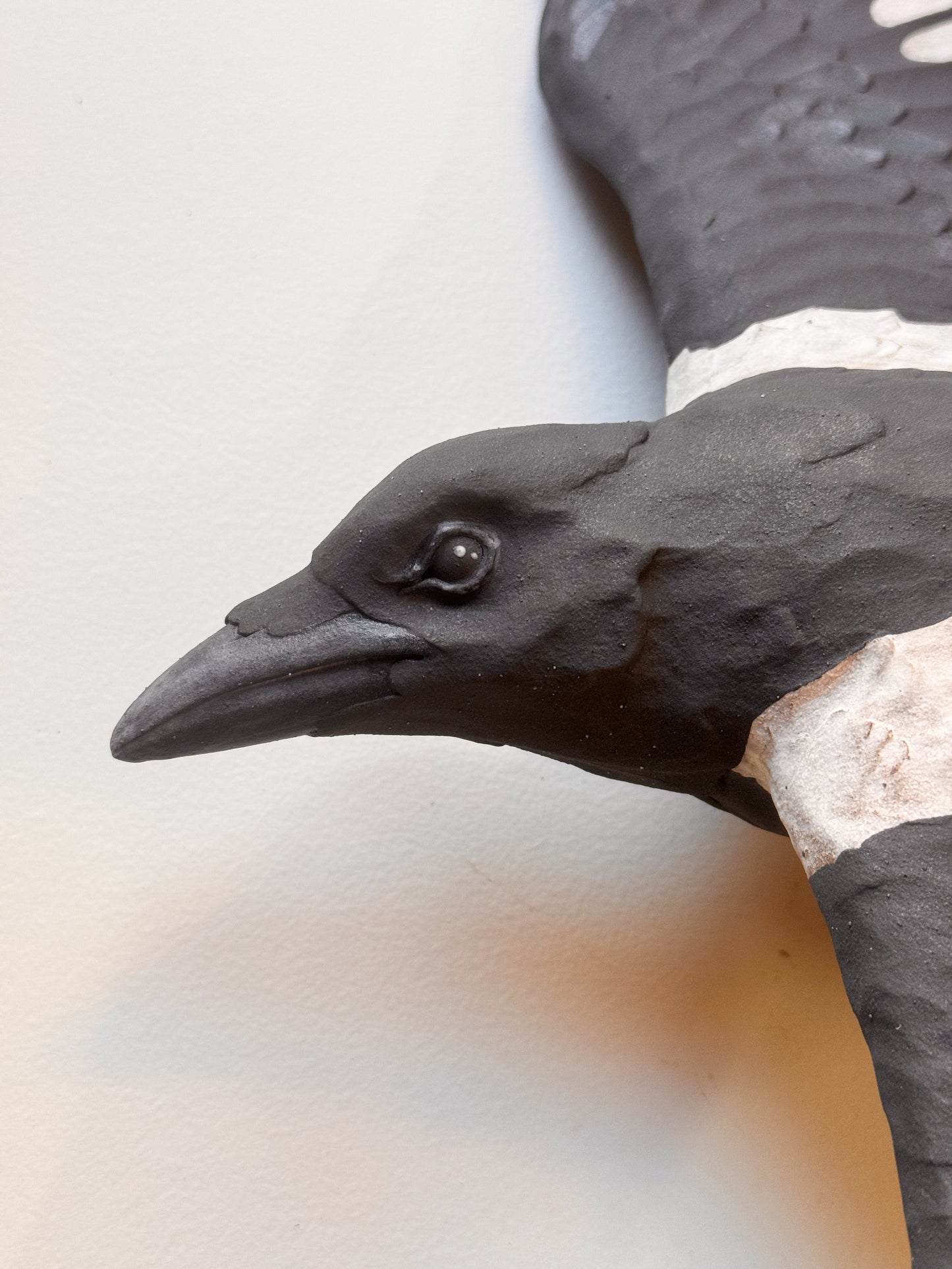 Black-billed Magpie in flight