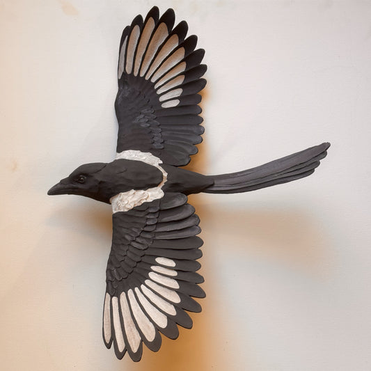 Black-billed Magpie in flight
