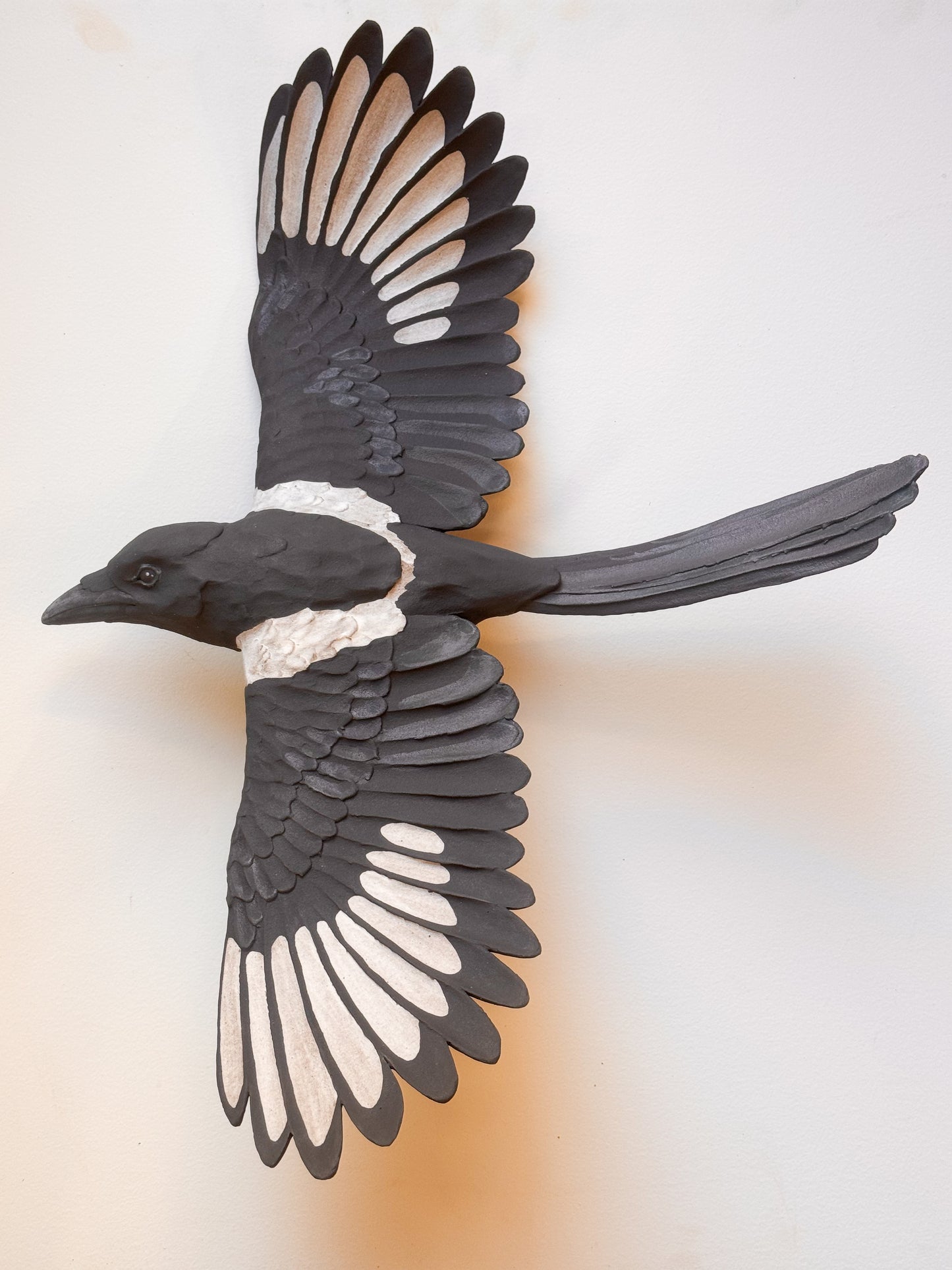 Black-billed Magpie in flight