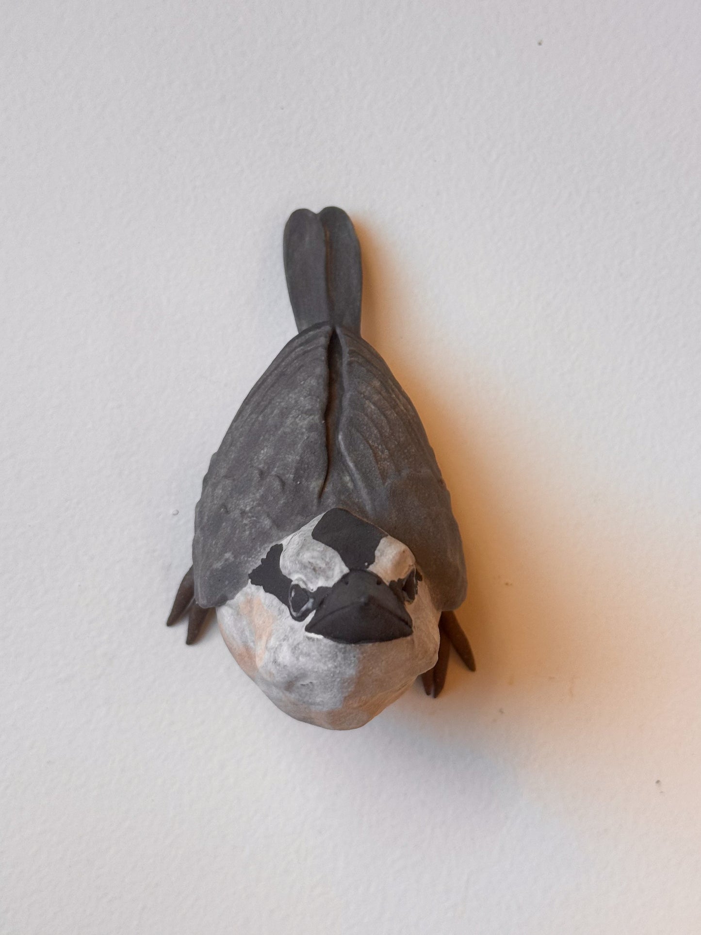 Red-breasted Nuthatch wall climber