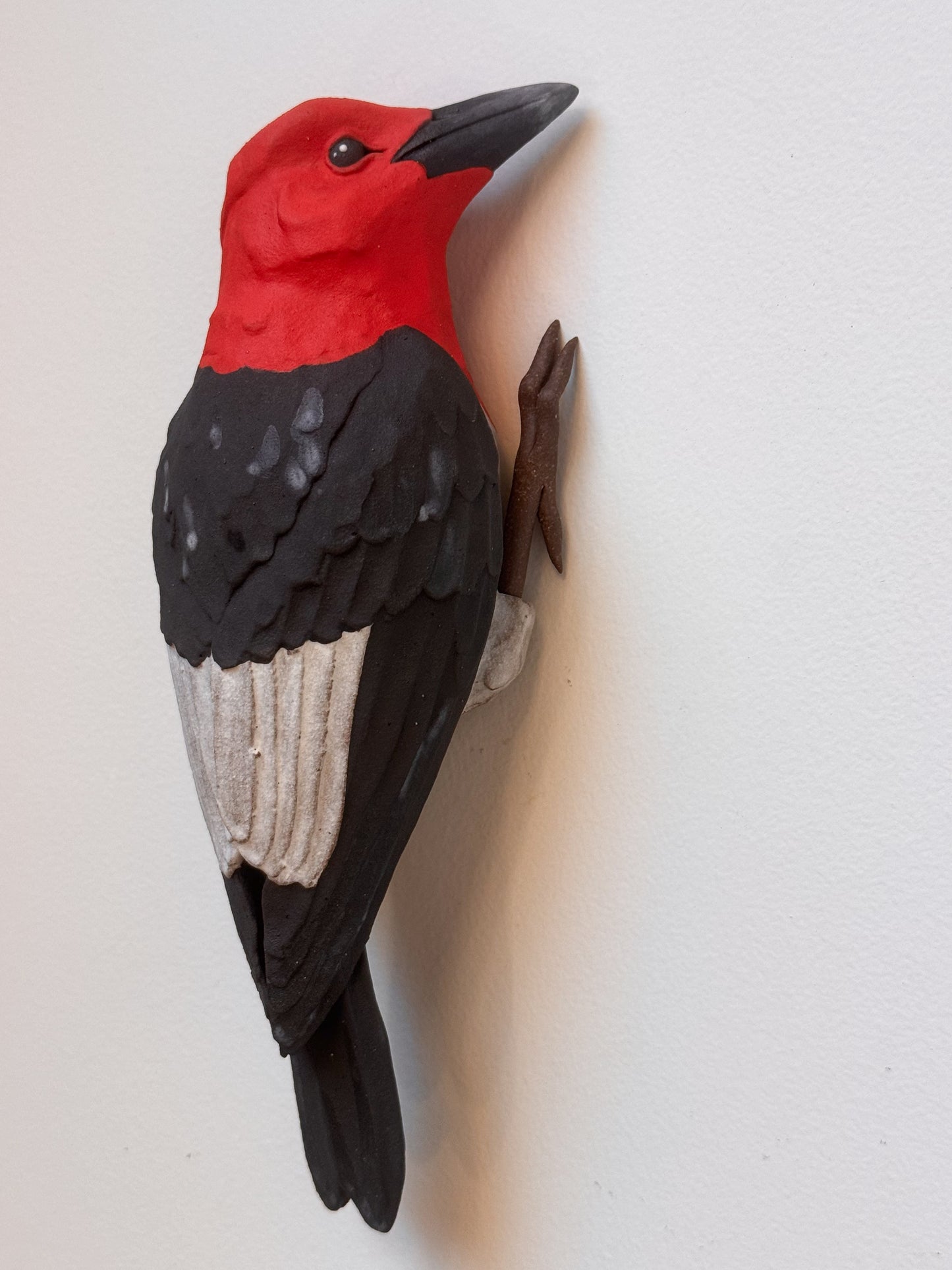 Red-headed Woodpecker wall climber