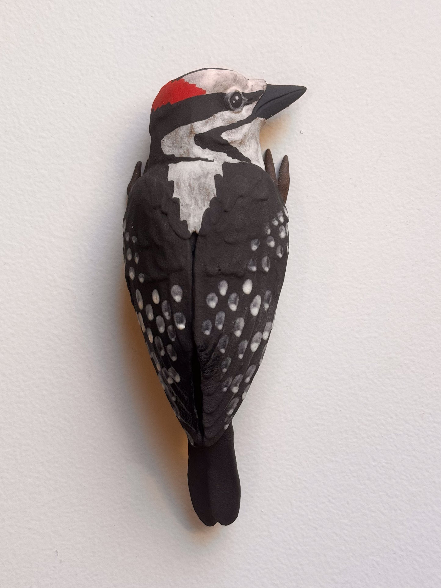 Hairy Woodpecker wall climber