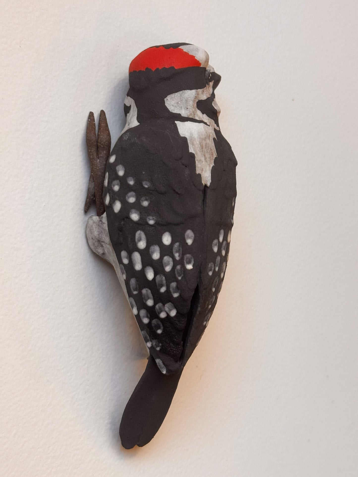 Hairy Woodpecker wall climber