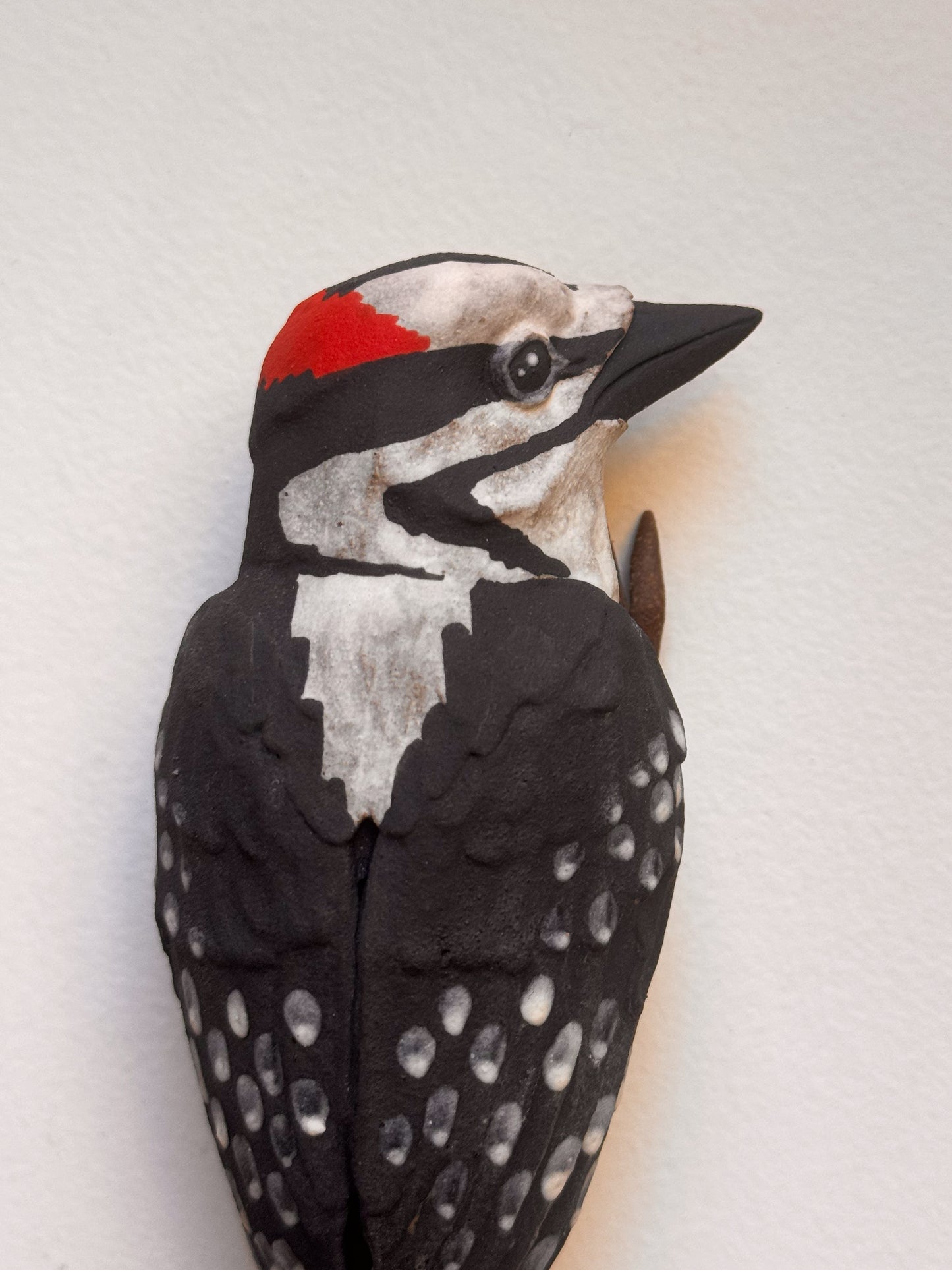 Hairy Woodpecker wall climber