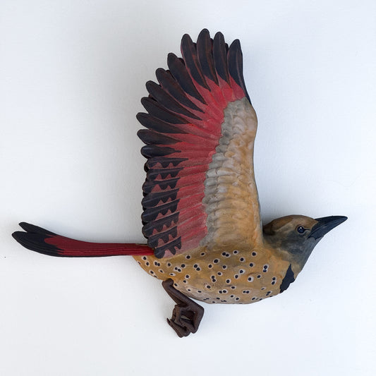 Red-shafted Northern Flicker in flight