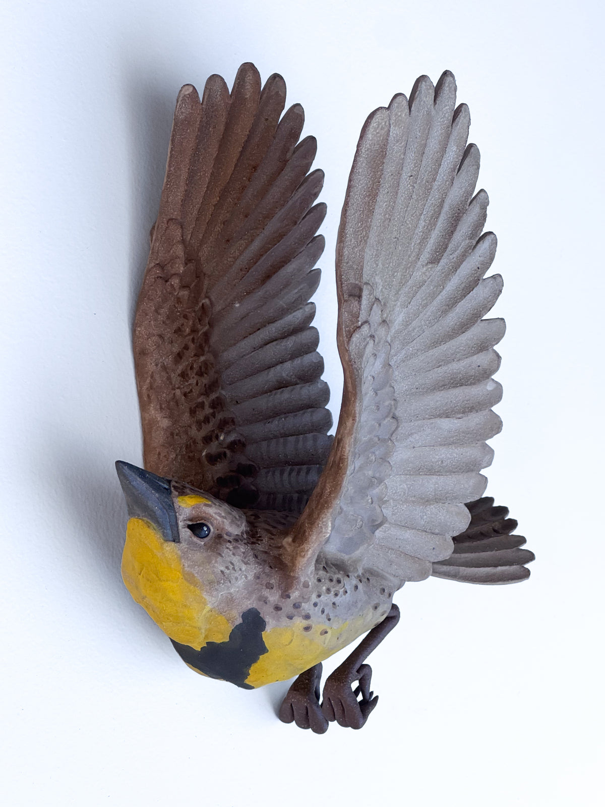 Western Meadowlark in flight
