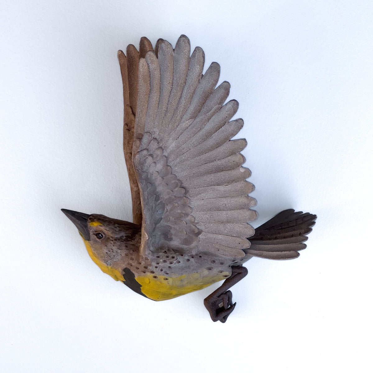 Western Meadowlark in flight