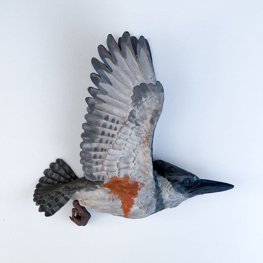 Belted Kingfisher in flight