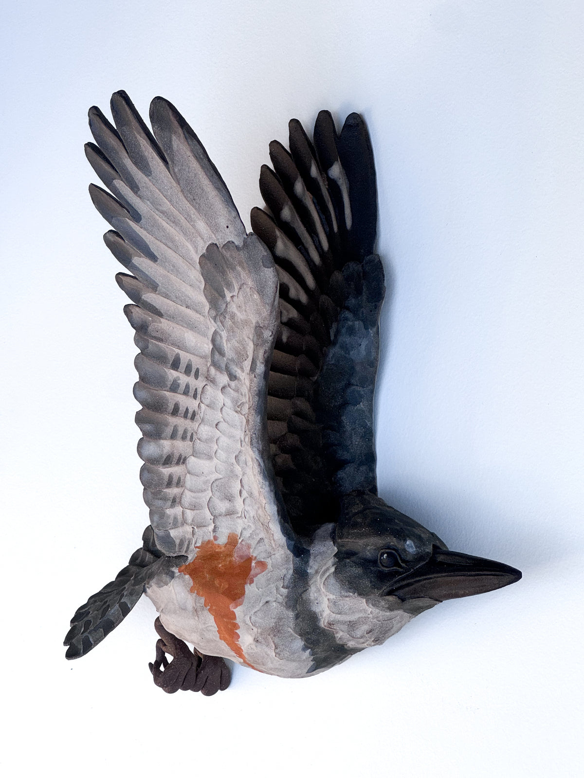 Belted Kingfisher in flight
