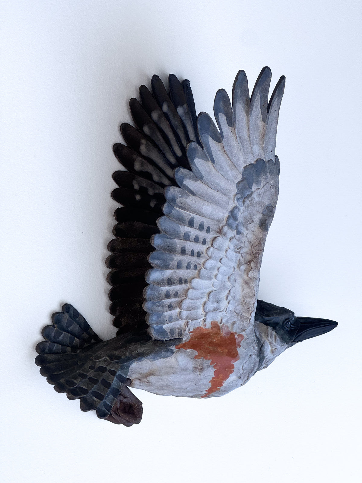 Belted Kingfisher in flight