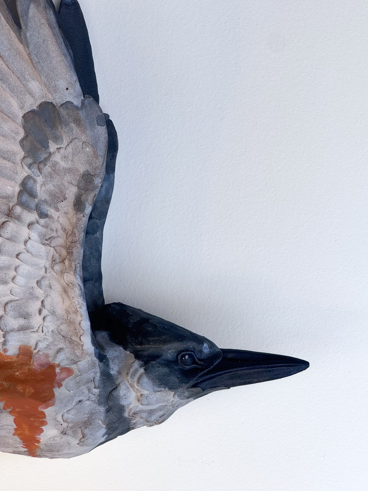 Belted Kingfisher in flight
