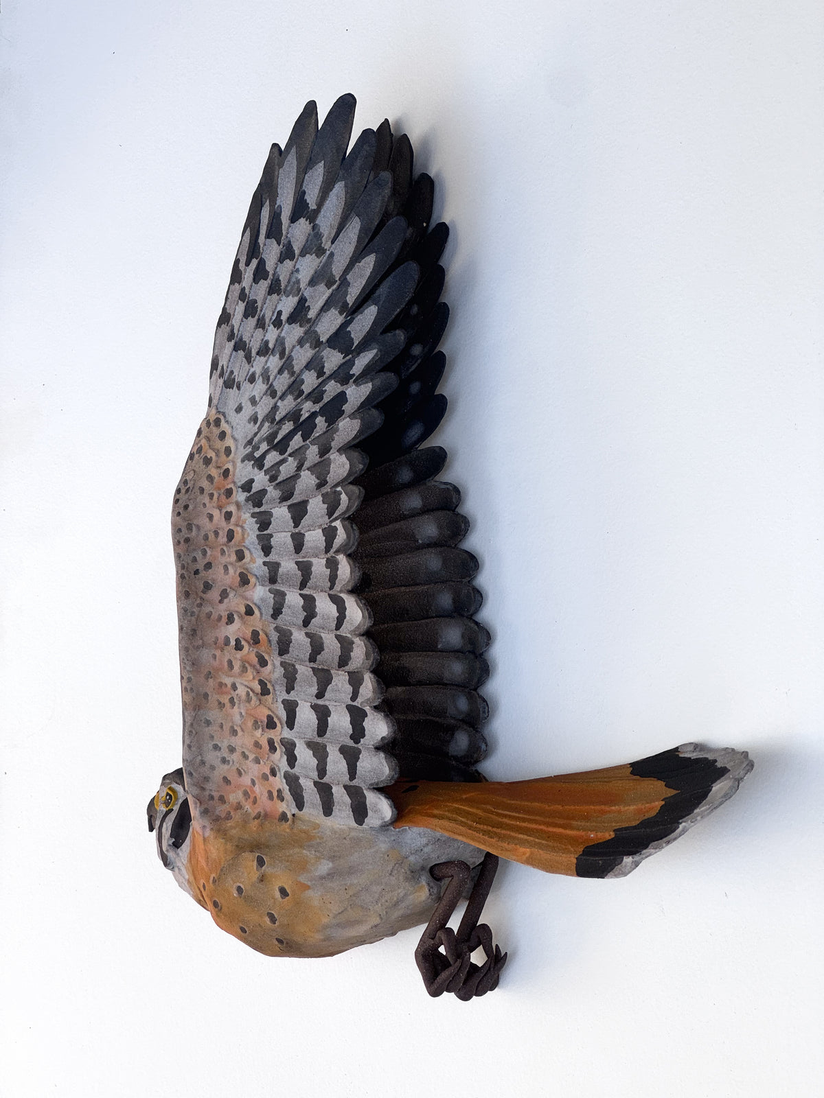 American Kestrel in flight