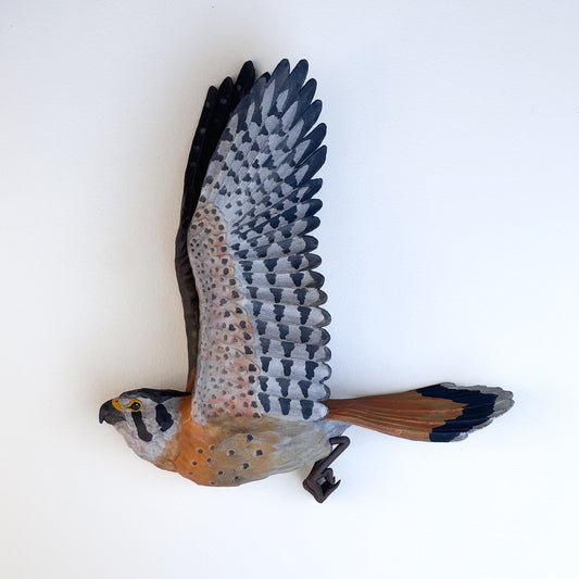 American Kestrel in flight
