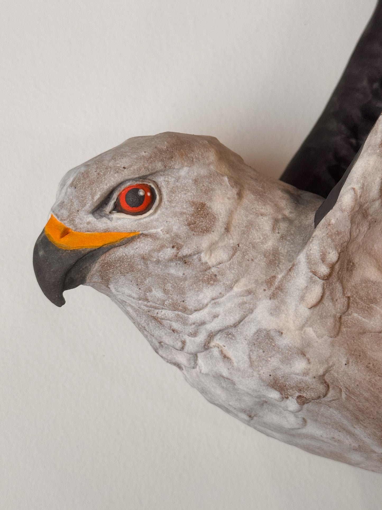 White-tailed Kite in flight
