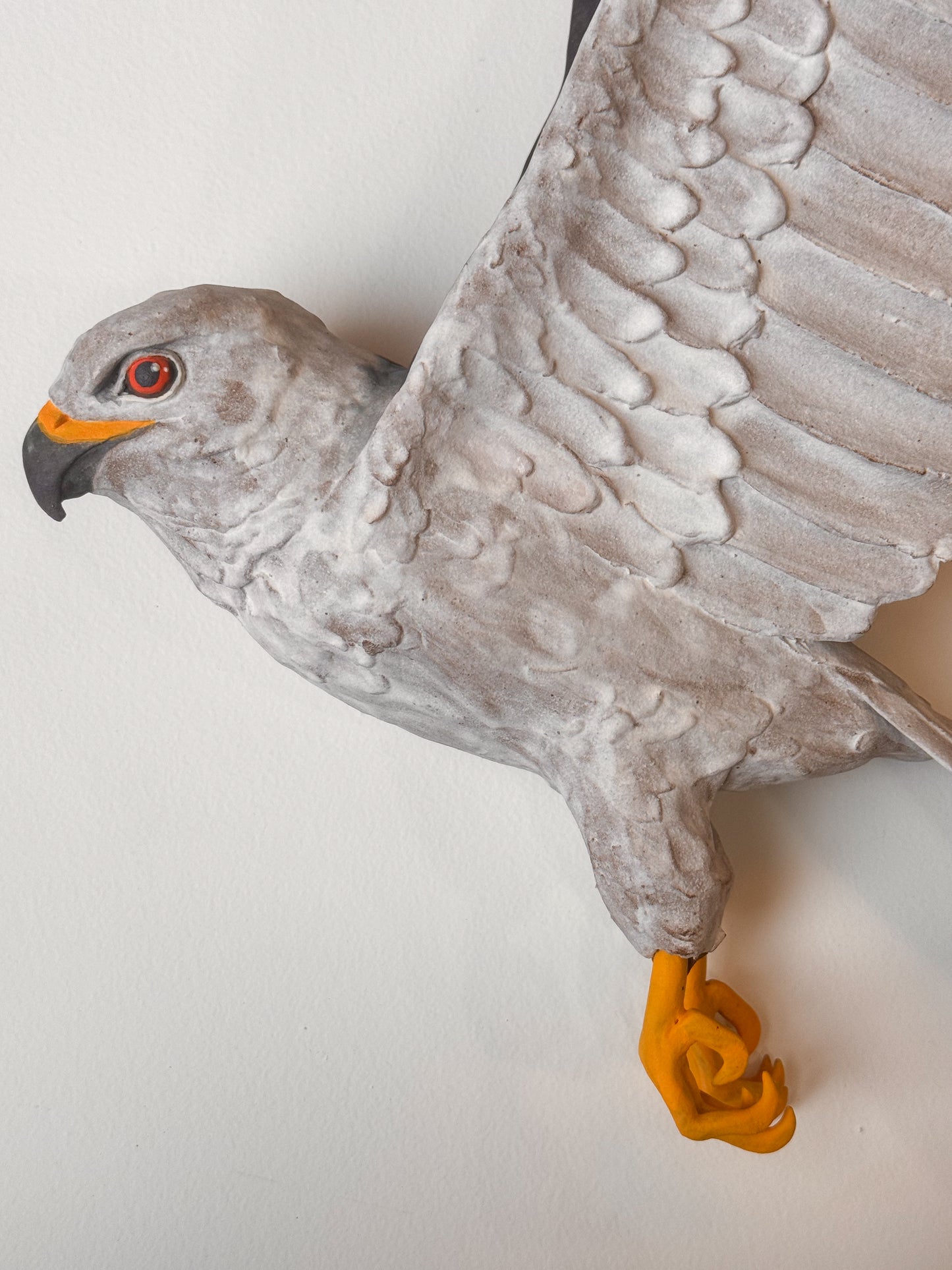 White-tailed Kite in flight