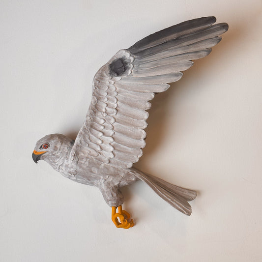 White-tailed Kite in flight