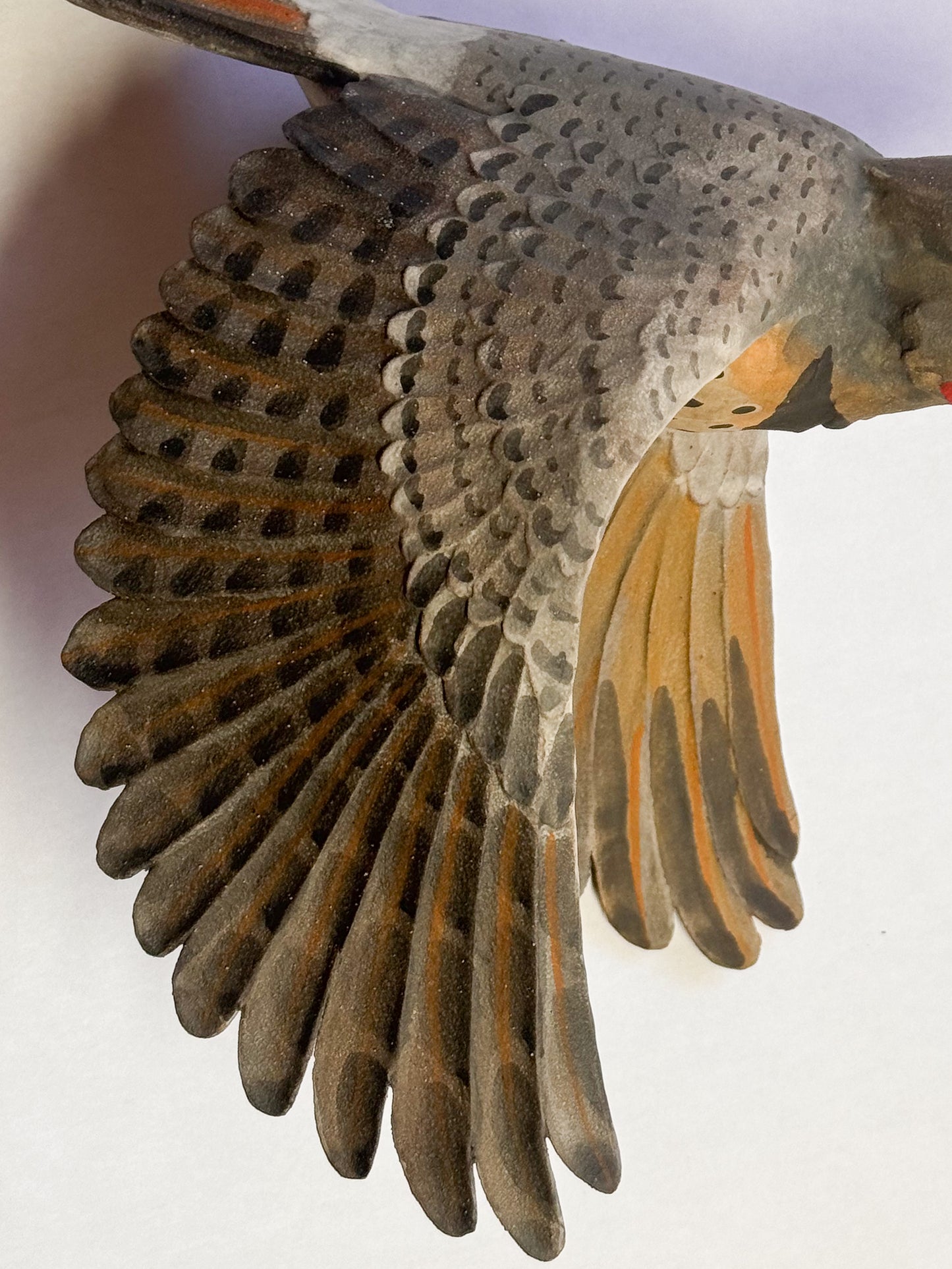 Red-Shafted Northern Flicker in flight