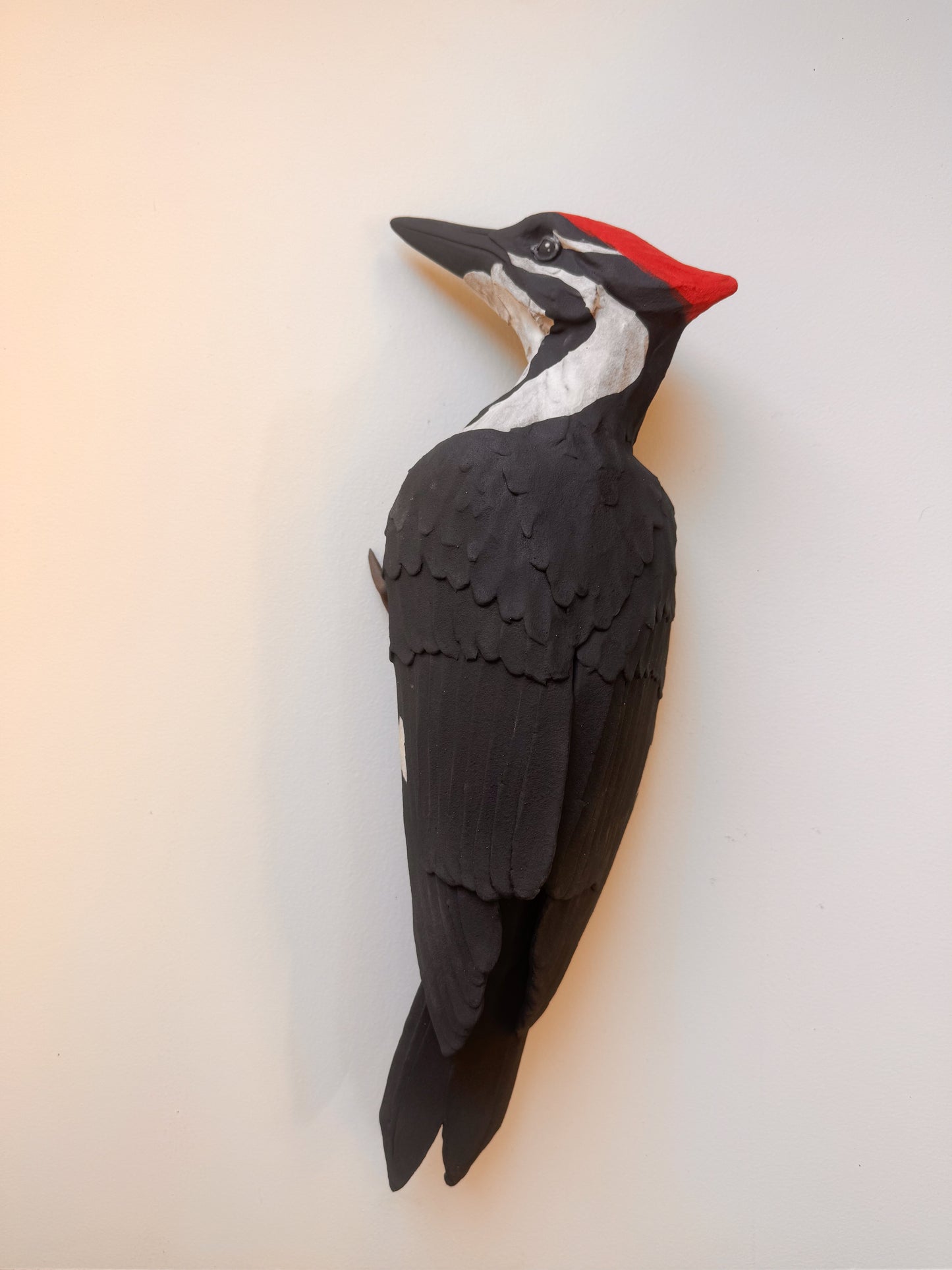 Pileated Woodpecker wall climber