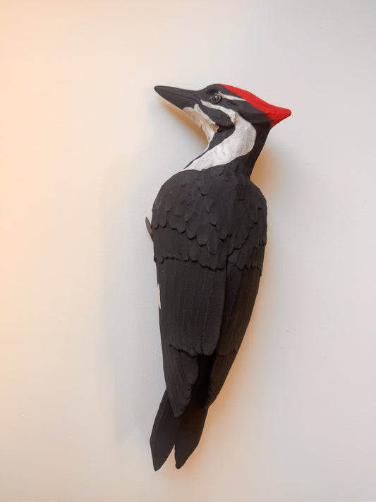 Pileated Woodpecker wall climber