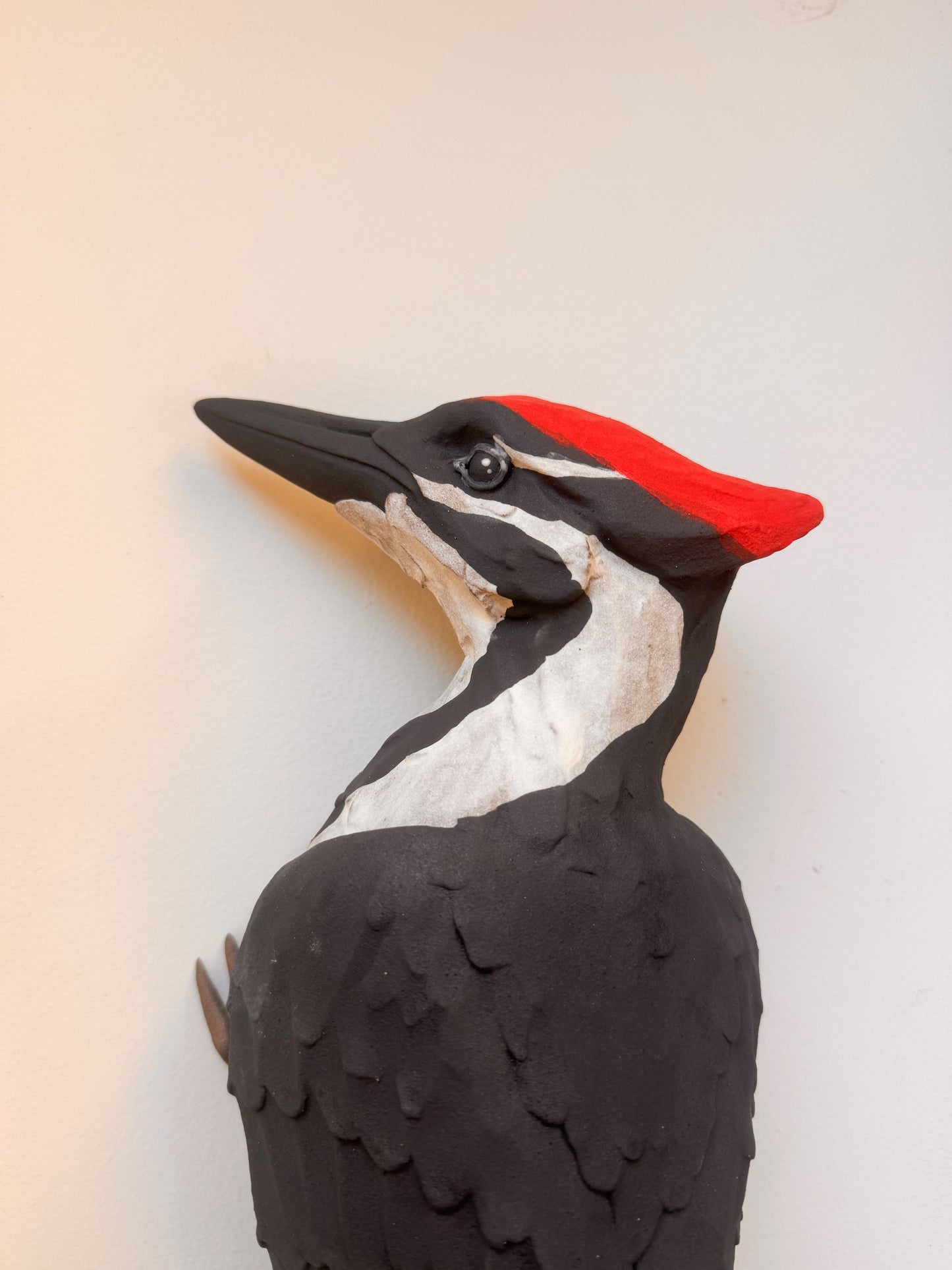 Pileated Woodpecker wall climber