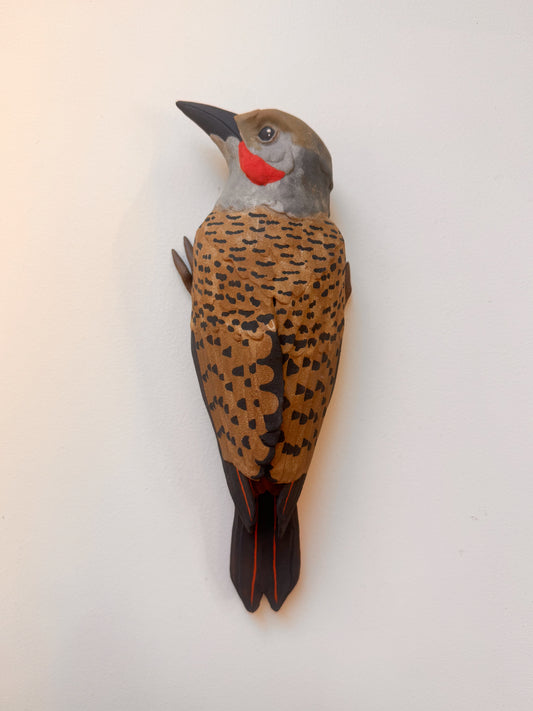 Red-shafted Northern Flicker wall climber