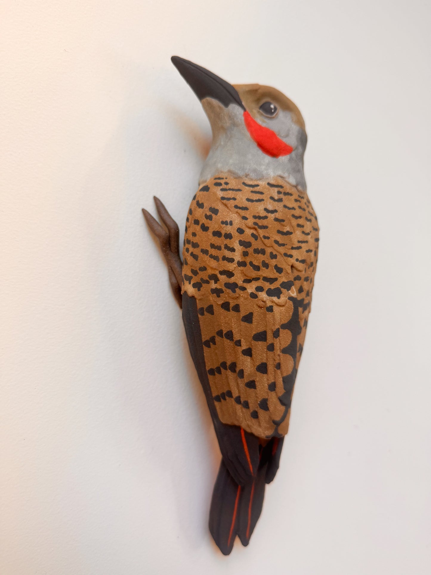 Red-shafted Northern Flicker wall climber